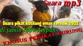 Download lagu suara pikat burung kutilang emas gacor,suara jernih dijamin nempel mp3 Download lagu suara pikat burung kutilang emas gacor,suara jernih dijamin nempel mp3