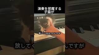 Download lagu 演奏を邪魔する子猫が mp3 Download lagu 演奏を邪魔する子猫が mp3