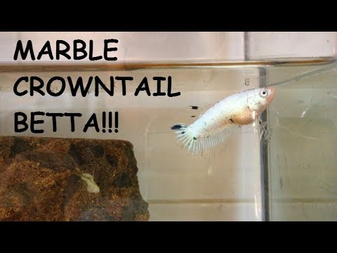 MARBLE CROWNTAIL BETTA FISH!!! | BETTA TANK UPDATE: A Big Stone In My Aquarium!