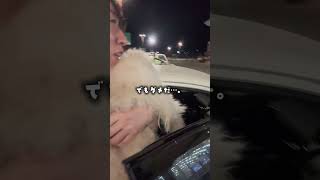 どうしてもお店に入りたい犬