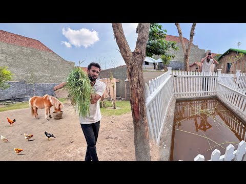 Barish Ki Wja Se Sb Animals Preshan😭Chara Milna Mushkil Hogea💔