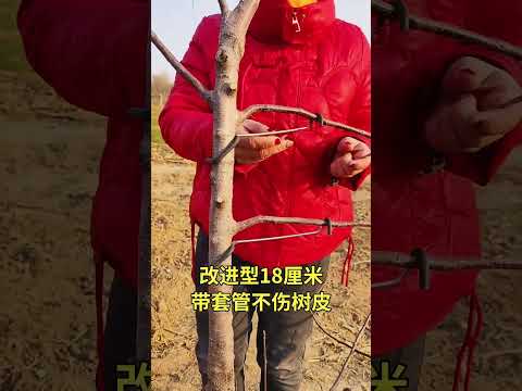 Fruit tree branch shaping machine #fruit tree branch shaping machine #fruit tree planting