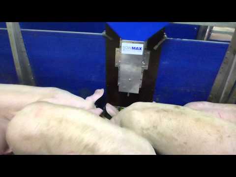 , title : 'Pellet Spender für Cobs  in der Schweinemast Juni 2015'