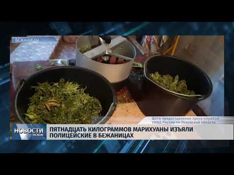 09.08.2019 / Пятнадцать килограммов марихуаны изъяли полицейские в Бежаницах
