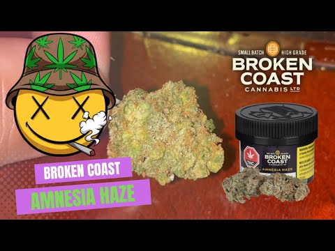 Amnesia Haze Strain Review 🌿