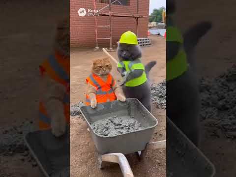 The Waiting Cat Finally Got Mad 😂🐱🧱#cat #funny #animals