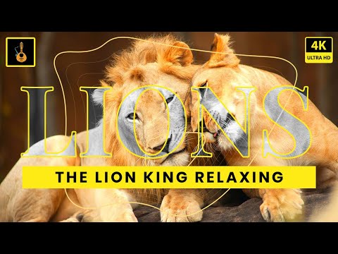 Lions in 4k 10 bit color | African Safari 4k |  Animals 4k