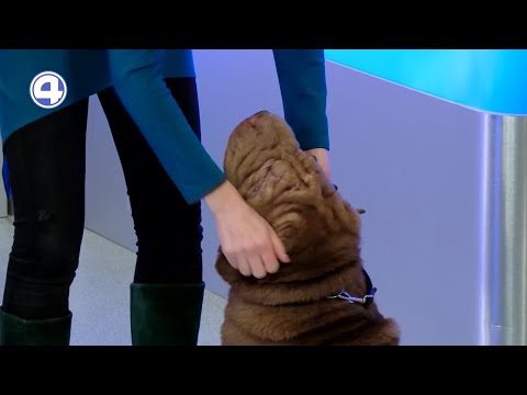 Гамлет ищет дом | Фонд «ЗООзащита»