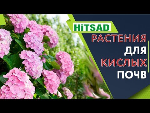 Растения которые ОЧЕНЬ Любят Кислые Почвы 🌺 Цветы для кислой почвы 🌺 Советы От Хитсад ТВ