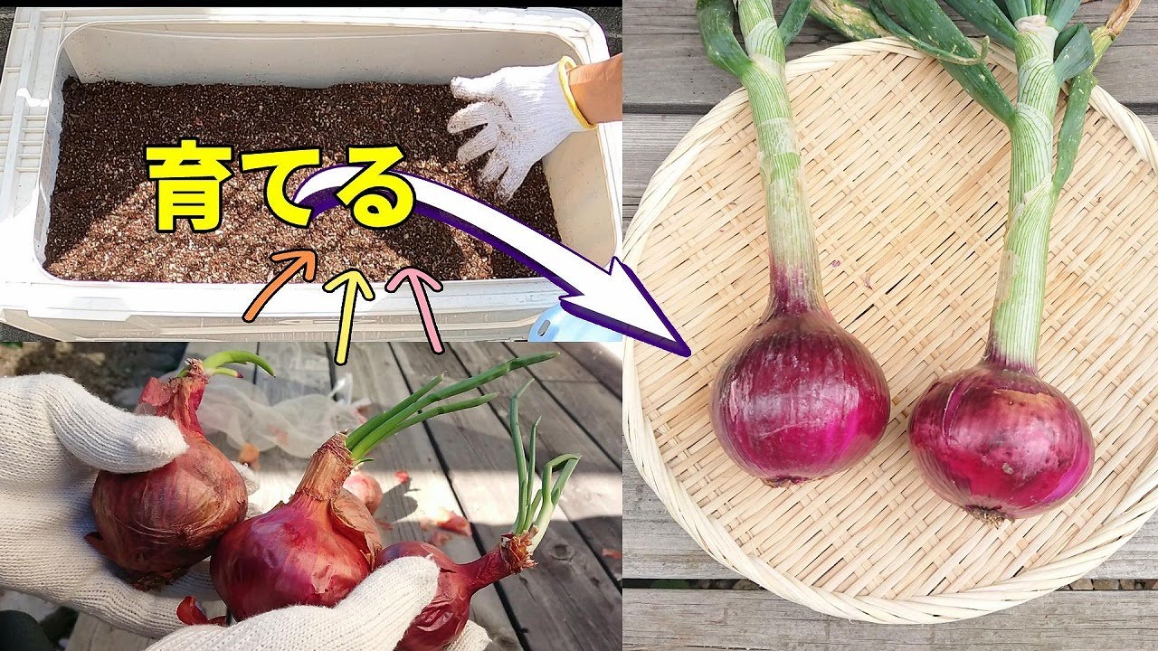 【家庭菜園】芽の出た玉ねぎを植えて新しく玉ねぎを作る方法「玉からネギから玉」