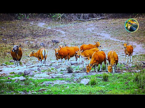 MIND-BLOWING Wildlife Secrets of Myanmar's Rainforest