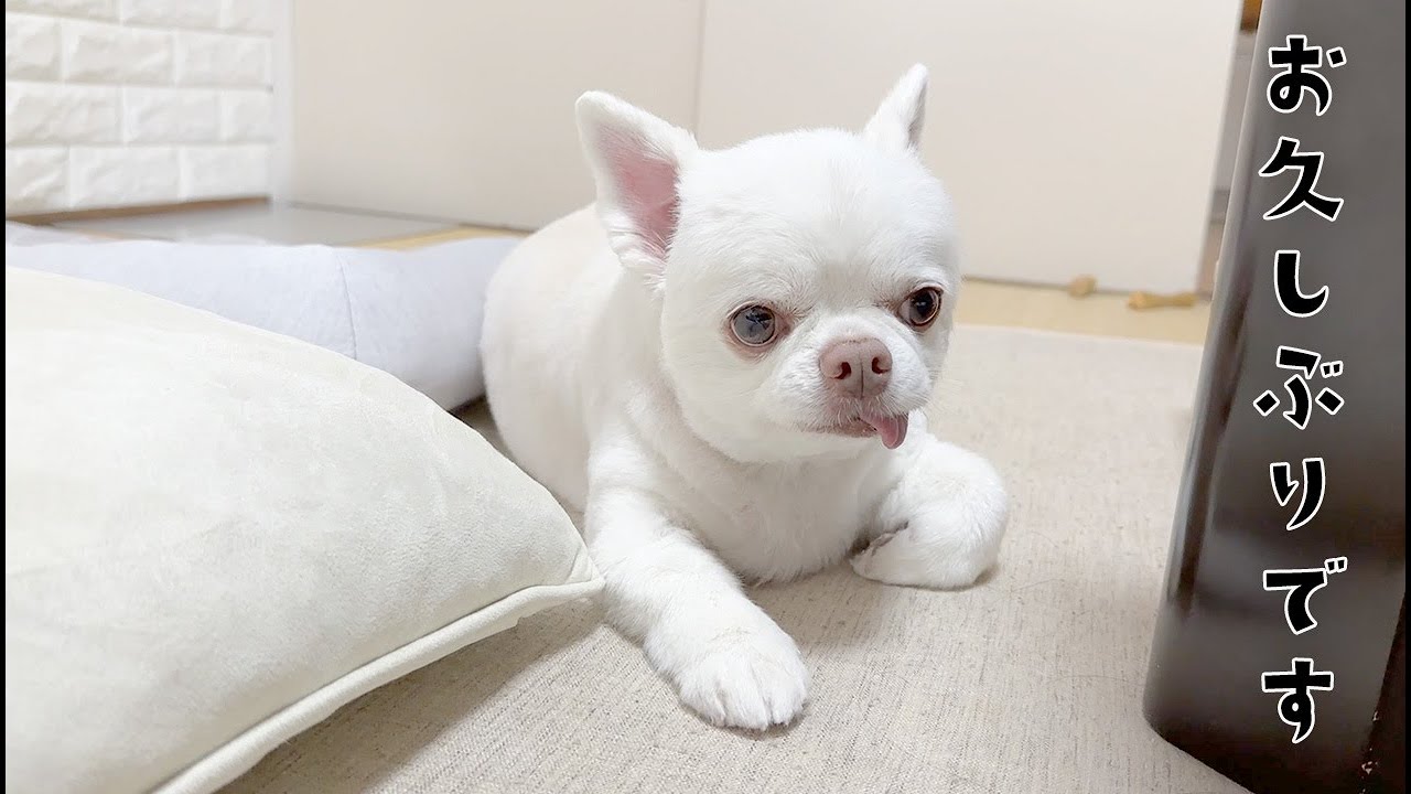 皆さまお久しぶりです！コハクは元気ですよ【近況】