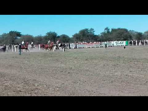 Doma de vacas en toay