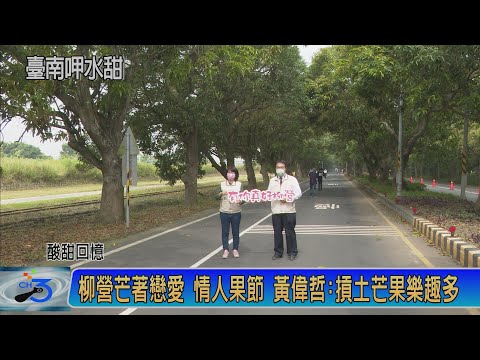 柳營芒著戀愛 情人果節 黃偉哲:摃土芒果樂趣多