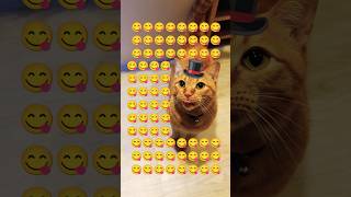 2026/6/19_111 貪吃SV #橘ひなの #橘貓 #橘猫 #貓咪日常 #cat #cute #貓貓日常 #貓貓 #可愛い猫 #貓咪