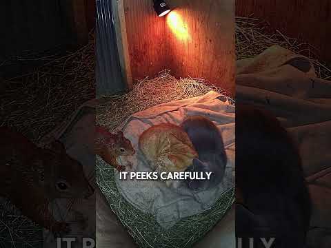 A Squirrel Accidentally Stumbles Into a Cat's Den 🐿️#Recommended#USA#Trending#Short Videos