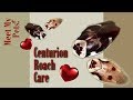 Centurion Roach Care von Celeste Hall vo