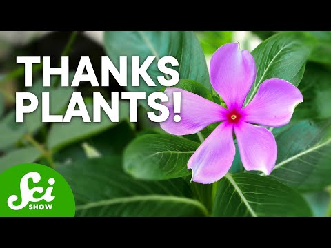 , title : '4 Plants That Are Great for Humans'