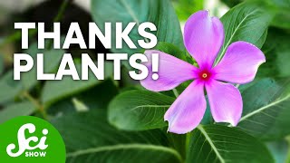 4 Plants That Are Great for Humans