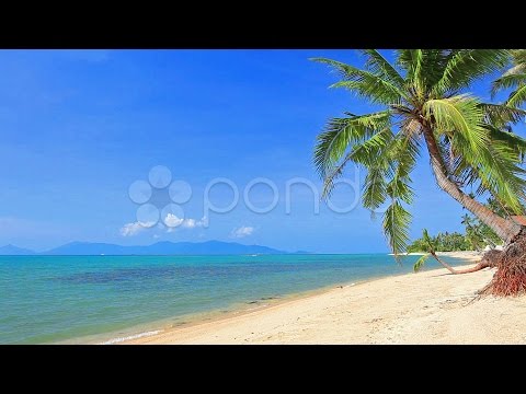 Tropical Beach And Palm Tree. Stock Footage