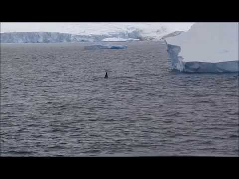 Антарктида с Максимом Богатырёвым