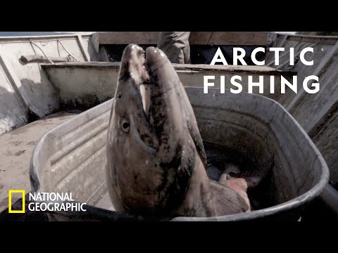 Catching King Salmon in the Arctic | Life Below Zero