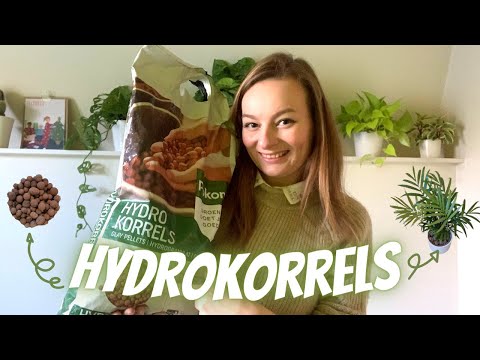 , title : 'Alles Over HYDROKORRELS Bij Kamerplanten - Kleikorrels'