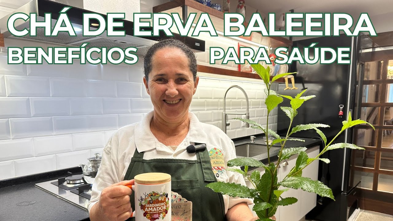 CHÁ DE ERVA BALEEIRA.PARA DORES DE ARTRITE GOTA E REUMATISMO