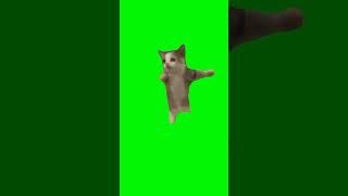 Download lagu Mentahan Kucing happy happy happy mp3 Download lagu Mentahan Kucing happy happy happy mp3