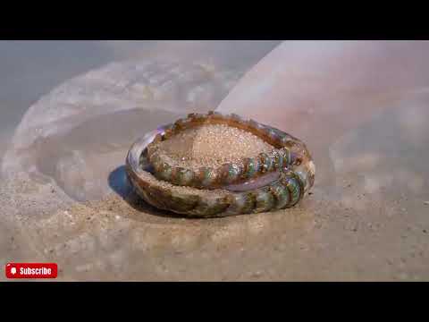 🔴 The FRESHEST Abalone ASMR You'll Ever See | Close-Up Visuals & Natural Ocean Sounds