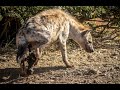How Hyena Give Birth Blows Your Mind