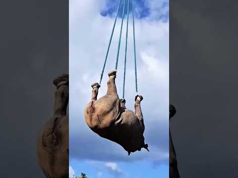 Elephant rescue with Helicopter 🚁|helicopter carring elephant🐘 #animals #viral #video #rescue