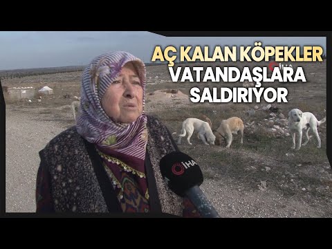 Vatandaştan 'Bu Köpeklere Biri Baksın' Çağrısı
