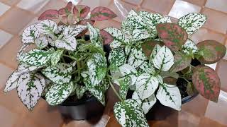 Polka Dot plant Propagation and Care #Polkadot #FreckleFace