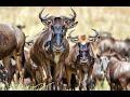 Wildebeest Sounds In The Serengeti