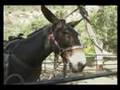 Mule skinner blues - José Feliciano