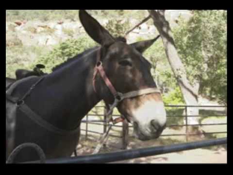 Mule skinner blues - José Feliciano