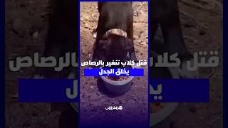 قتل كلاب في تنغير بالرصاص يخلق الجدل   مواطنون يستنكرون وجمعوي ينادي بتفعيل اتفاقية 2019 thumbnail