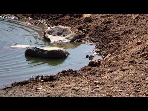 Djuma: Blacksmith Lapwing chick - 10:45 - 09/14/18