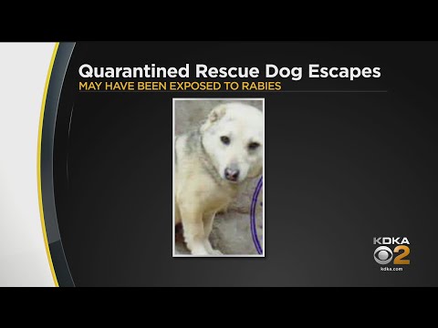 Rescue Dog Quarantined For Rabies Escapes Bridgeville-Area Home