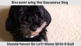 The Havanese Dog - This breed of dog is amazing!