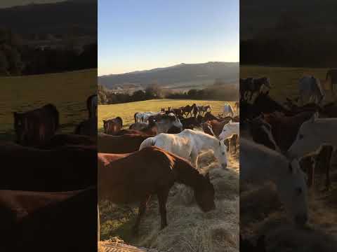 , title : '#horses #shorts #viral #cavalli #perte #herd #cuteanimals #galloping #viralvideo #beautiful #foryou'