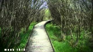 Impression of Ardennes Belgium - Far Away - Martha Wainwright