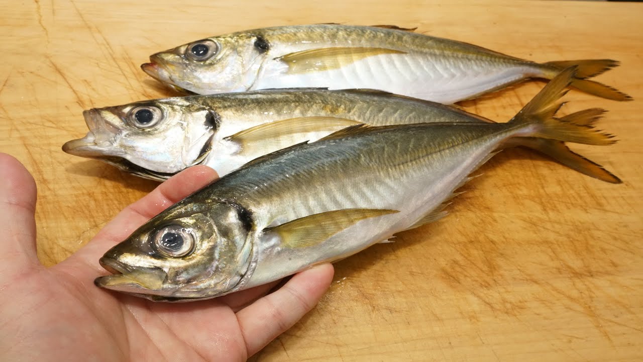 アジのさばき方と昆布締めの作り方　How to  horse mackerel  kombu-jime