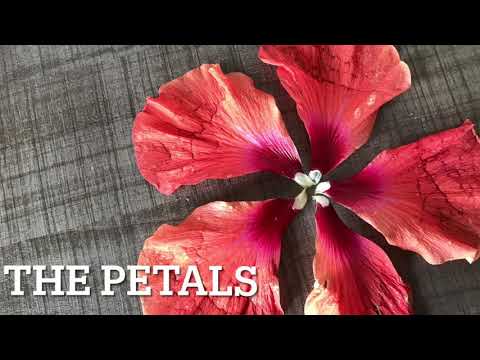 #neet Parts of HIBISCUS Flower|Class 11|Practicals|