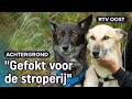 Half wolf, half hond: zo werden Bonny en Clyde gered | RTV Oost