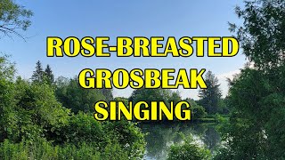 Download lagu WATCH: Rose Breasted Grosbeak Singing Away as Many Other Birds Call mp3 Download lagu WATCH: Rose Breasted Grosbeak Singing Away as Many Other Birds Call mp3