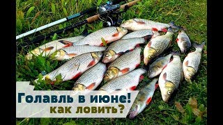 На что клюет голавль в июле