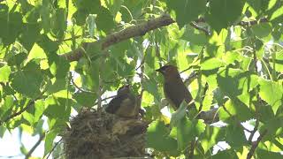 Cedar Waxwing Nest - Boulder Flying Circus Birders - August 31, 2019