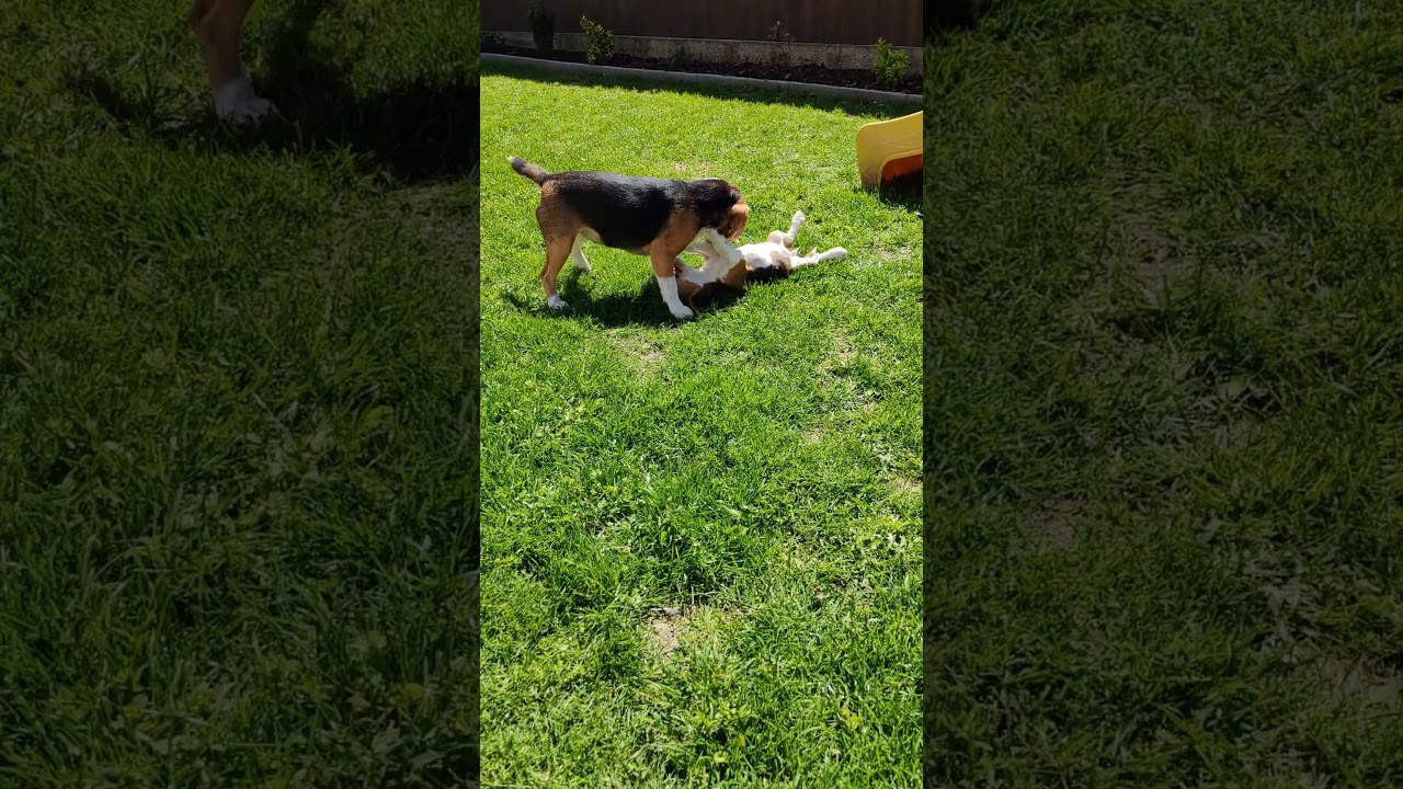 Angyali Annie Nikita "Mézi" és Sweet Fable Alice első találkozása